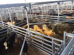 Quality Cow Fence Panels From Budget Cattle Panels To Extra Heavy Duty Cattle Panels wholesale