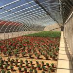 Quilted Outside Insulation Professional Solar Agricultural Greenhouse for Flower