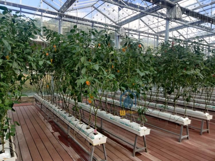 Vertical Planting PVC Substrate Grow Gutter Hydroponic Pepper Tomato Plant Trough