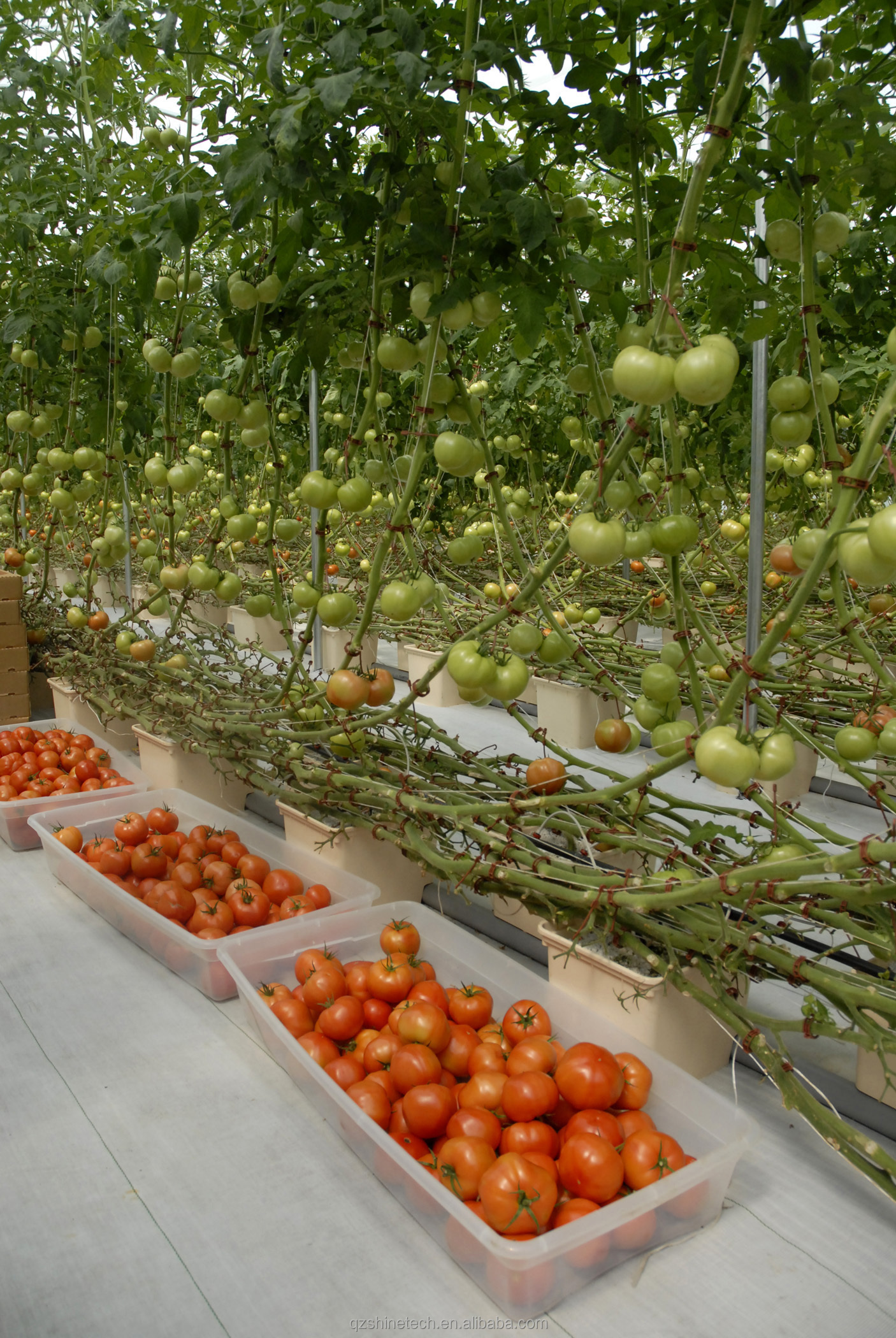 6m-10m Width Single Layer High Strength Poly Tunnel Greenhouse For Tomato Production