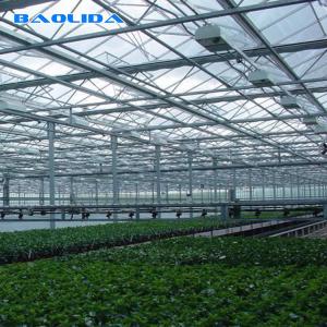 Quality Agriculture Multi Span Venlo Glass Greenhouse For Tomato Planting wholesale