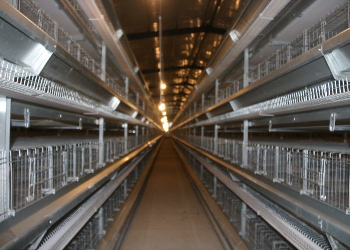High Capacity Chick Rearing Equipment U - Shaped Steel Manage Easily