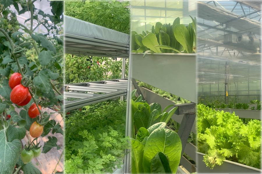 Juxiang Hydroponic Farm Film Greenhouse