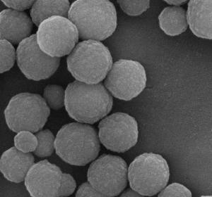 Quality 500nm 10 mL Silica Magnetic Beads For DNA Extraction With Super Strong Magnetism wholesale