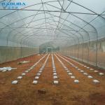 Single Span Polytunnel Greenhouse Kits Farming Small Or Large Size Optional