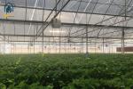Large Film Tunnel Vegetable Hot House Multi Span Tomato Watermelon Greenhouse