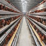 A specialized layer battery cage for poultry farms, housing chickens for laying