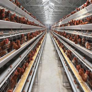 Quality A specialized layer battery cage for poultry farms, housing chickens for laying hen operations. wholesale