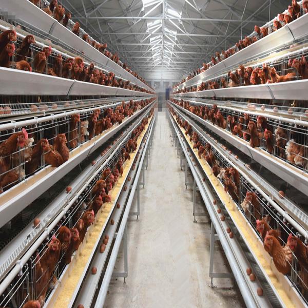 A specialized layer battery cage for poultry farms, housing chickens for laying
