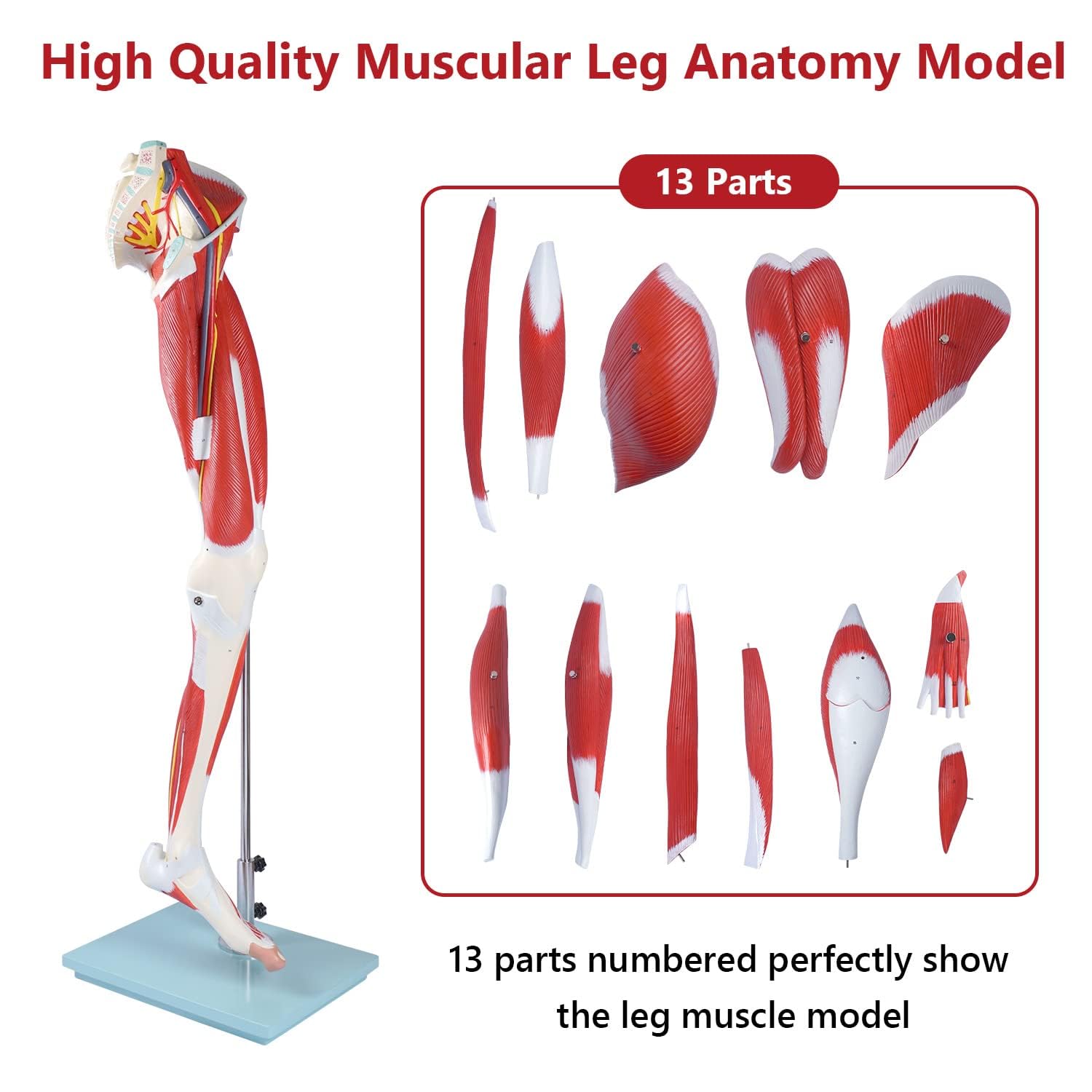 Human Hip thigh calf and foot muscles 13 parts Life Size Arteries & Veins for Study Display Teaching Medical Leg Muscle Model