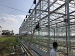 Agricultural / Industrial Garden Greenhouse For Vegetables / Mushrooms / Flowers