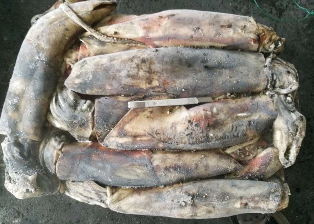 Whole Round Frozen Giant Squid