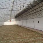 Full Payment Juxiang prime s Illuminate Sunlight Greenhouse for Tomato Film