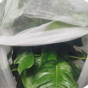 Quality 35gram Big Width Anit Frost Non Woven Fabric And Protect Plant Out Of Sunshine wholesale