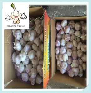 Quality Factory price fresh garlic Professional supplier fresh white garlic wholesale
