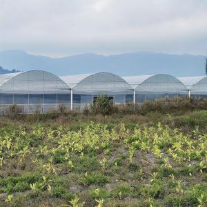 Quality High Tunnel Large Green House Agricultural Greenhouse Hydroponic Multi-Span Greenhouses wholesale