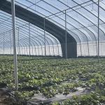Commercial Aquaponics Greenhouse for Sunlight Sparay Irrigation Vegetable