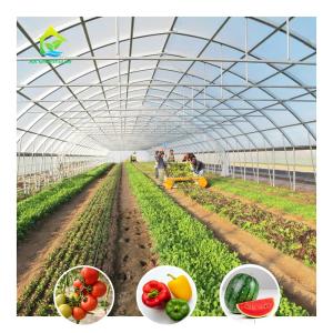 Quality Economical Low Cost Plastic Film Single-span Poly Tunnel Galvanized Greenhouse Tent wholesale