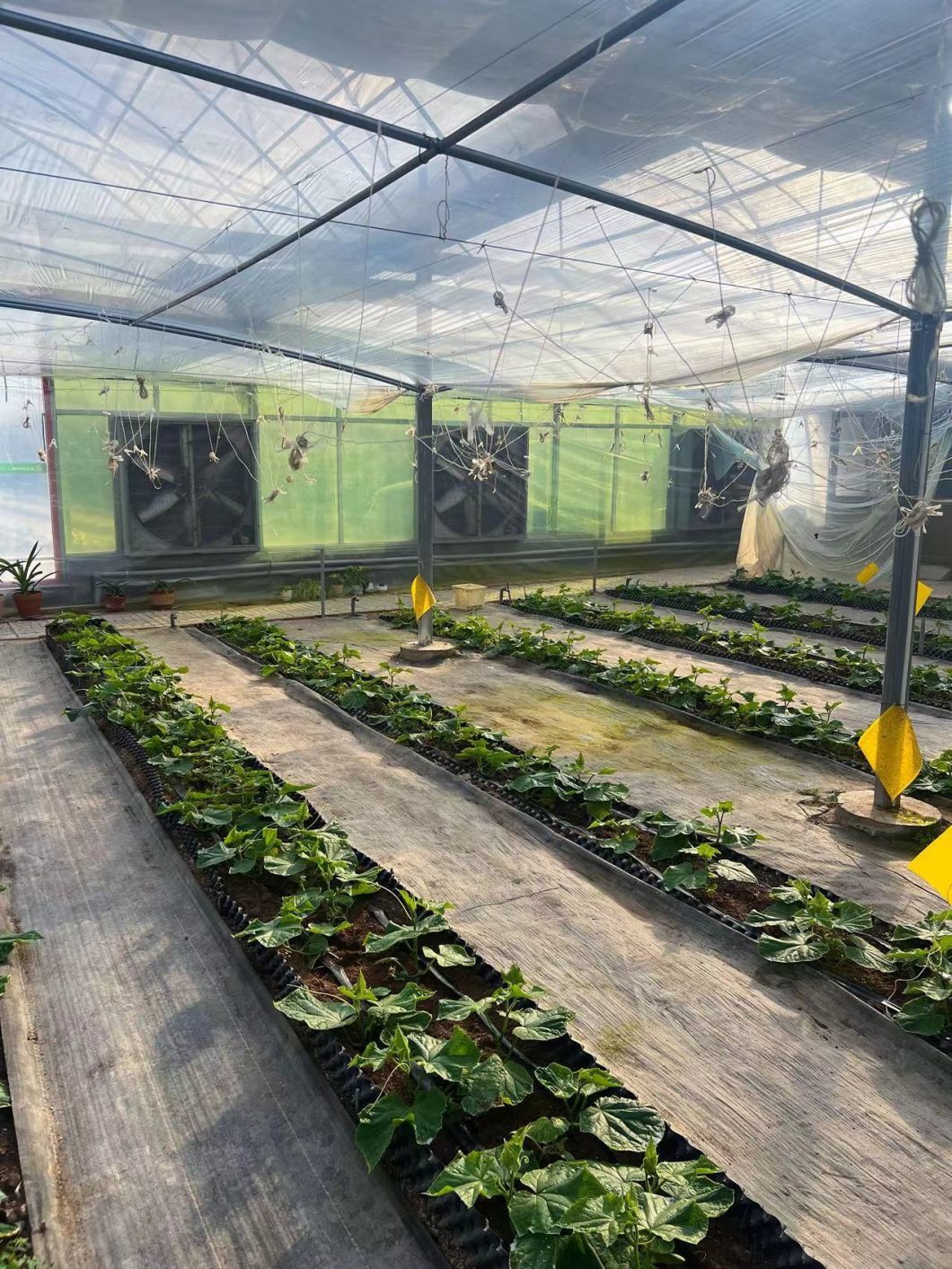 Multi-Span Tunnel Vegetable Production Greenhouse