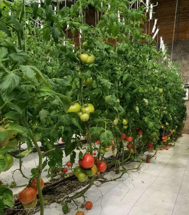 Commercial Cucumber Cultivation Sunlight Greenhouse Solution