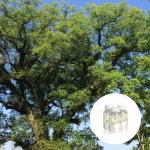 CAS 464 49 3 Herbal Essential Oils Organic Camphor Powder White
