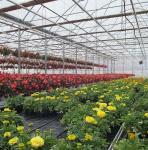US Single-Arch Hydroponics Greenhouse for Pepper Production Package Gross Weight