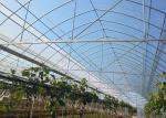 80m - 150m Plastic Film Greenhouse , Multi Span Greenhouse For Planter