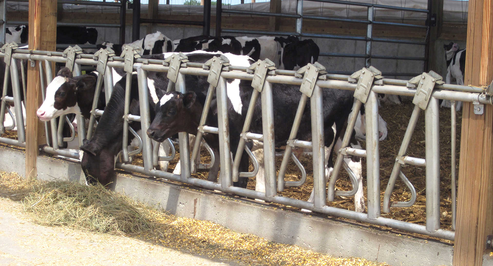 Aluminum Alloy Window and Q345 Prefab Steel Cow Farm Building for Dairy Cow House