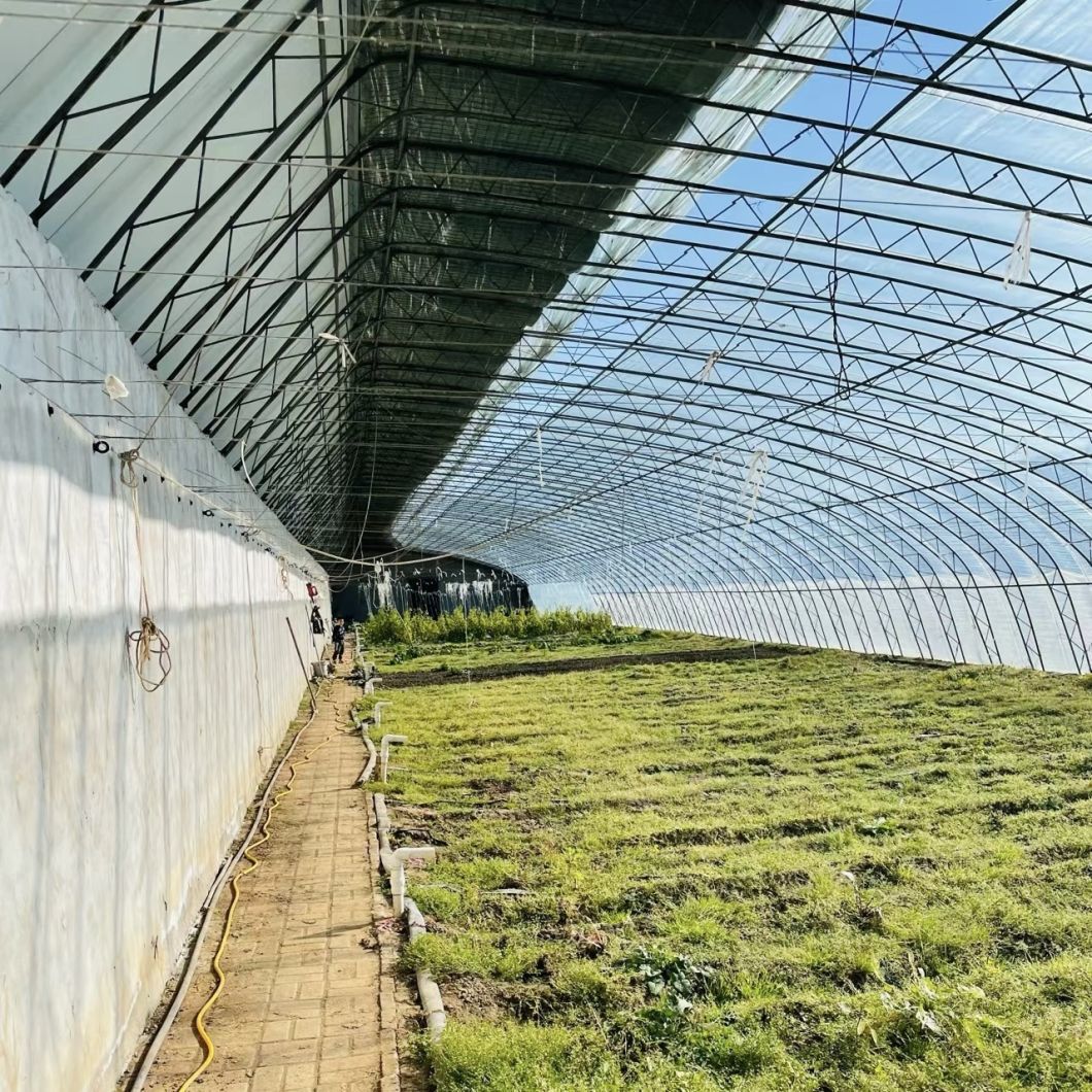 Planting Drip Irrigation Sunlight Greenhouse