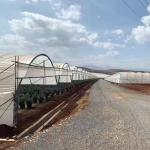 Blueberry Strawberry Flower Low Cost Farming Tunnel Agricultural Greenhouses