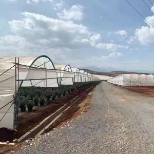 Quality Diffused Plastic Tunnel Greenhouse 150 200 micron Berry Farm Planting Rain Shelter Green House strawberry wholesale