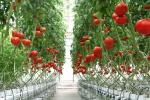 380nm 5000K Quantum Board Led Grow Lights