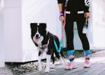 Multifunctional Adjustable Polyester Dog Leash Handsfree Bungee Dog Leash