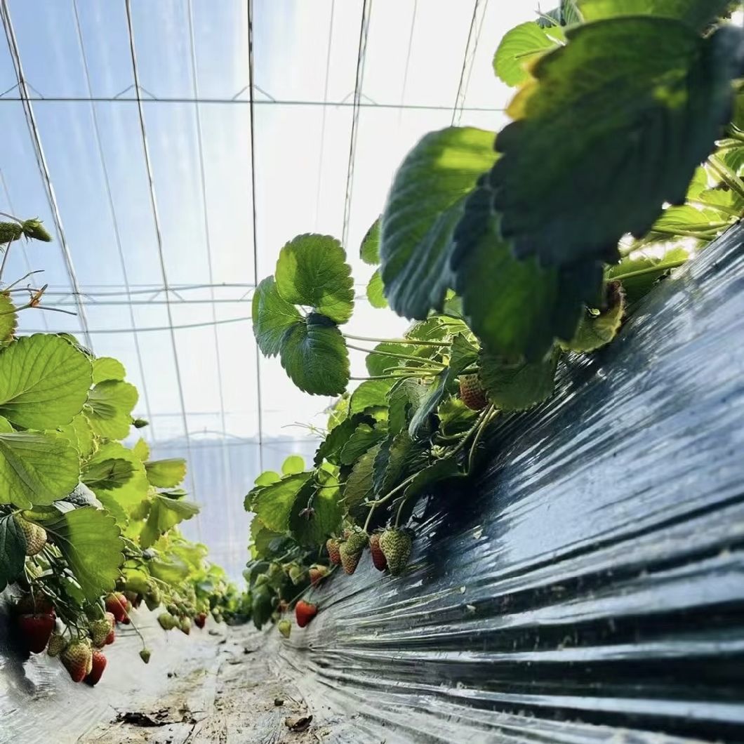 Aquaponics Flower Planting Sparay Irrigation Vegetable Sunlight Greenhouse