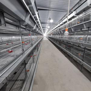 Quality 208 Birds Broiler Chicken Cage wholesale
