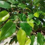 Large Fiberglass Material Artificial Ficus Tree Faux Banyan Plant For Outdoor
