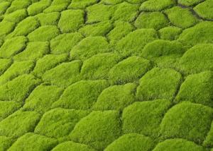 Quality High Simulation Silk PE Artificial Moss Mat Panels 40*60cm wholesale