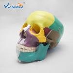 Professional Colored Human Skull Anatomy Skull Bones Anatomy 3d VIC-104C