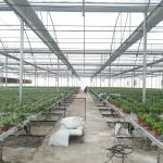 Large Area Multi Span Greenhouse / Plastic Film Greenhouse 8m Width