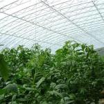 Steel Structure/Wall Humidity-Controlled Sunlight Greenhouse for Vegetable