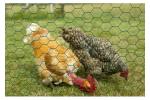hot sale Rabbit Proof Netting manufacturer