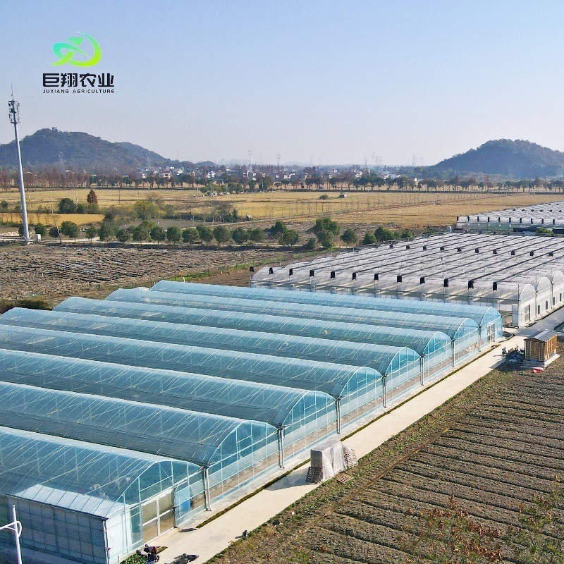 Professional Commercial Film and Glass Green House Constructed by Juxiang Greenhouse