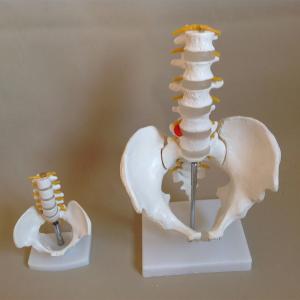 Quality 20x15x10cm 0.4kg Human Pelvis Model With 5pcs Lumbar Vertebrae wholesale