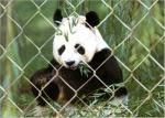 Durable Stainless Steel Zoo Mesh , Stainless Steel Zoo Fencing Materials