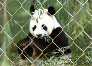 Quality Durable Stainless Steel Zoo Mesh , Stainless Steel Zoo Fencing Materials wholesale