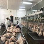 Automatic Small Abattoir Poultry Slaughterhouse Equipment Chicken Mobile