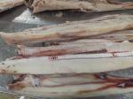 10kg Frozen Marlin