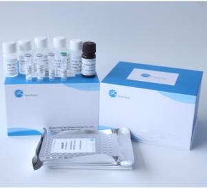 Quality Human MMP2 Matrix Metalloproteinase 2 ELISA Kit For Reaserch wholesale