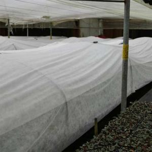 Quality 160gsm Agriculture Non Woven Fabric 190cm White Tear Resistant wholesale