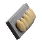 High Durability Artificial Acrylic Teeth VITA High Stain Impact Resistance